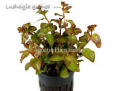 Ludwigia guinea